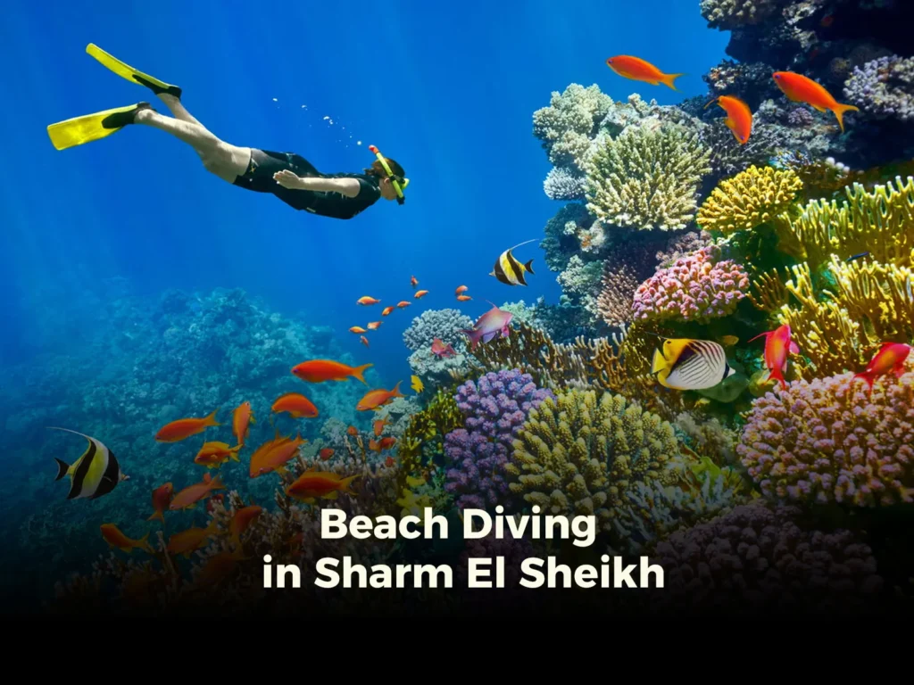 Beach Diving in Sharm El Sheikh