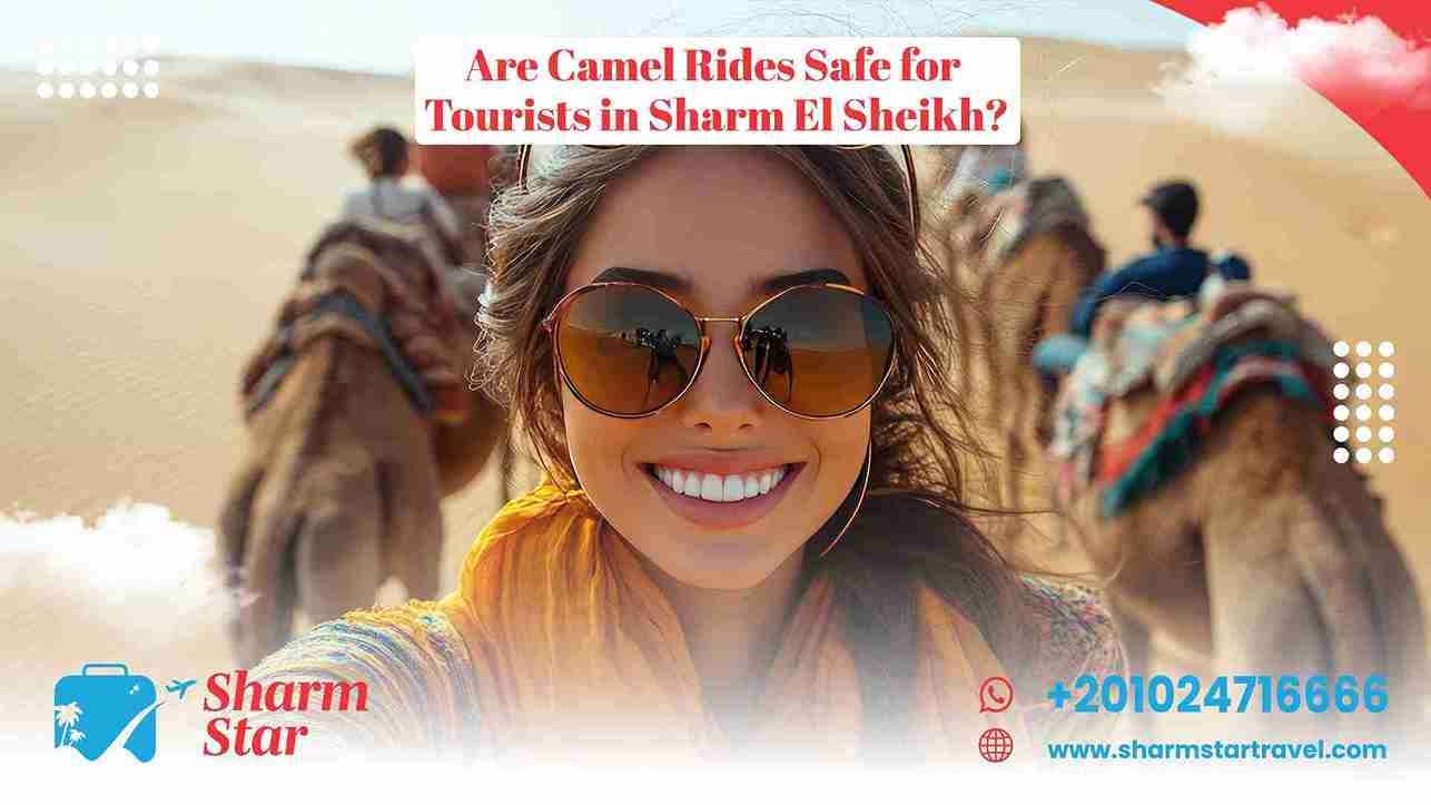 Are Camel Rides Safe for Tourists in Sharm El Sheikh?