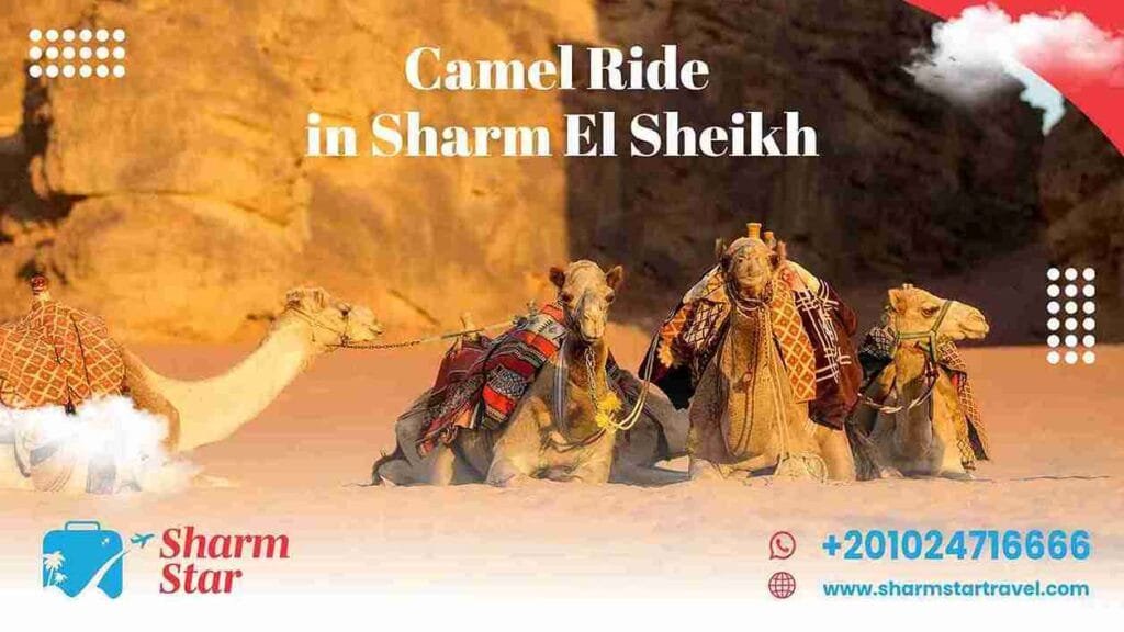 Camel Ride Sharm El Sheikh