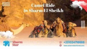 Blog 74 Camel Ride Sharm El Sheikh