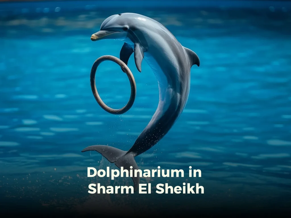 Dolphinarium in Sharm El Sheikh