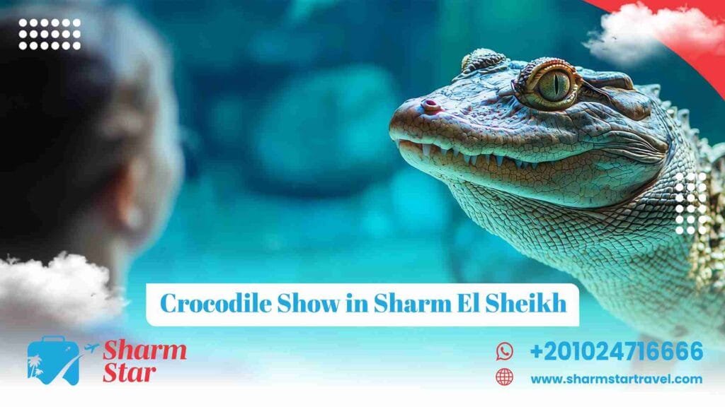 crocodile show in sharm el sheikh