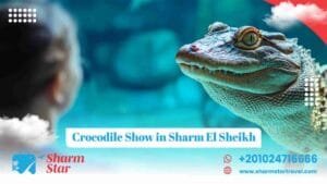 Blog 24 crocodile show in sharm el sheikh