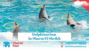 Blog 22 Dolphinarium in Sharm El Sheikh