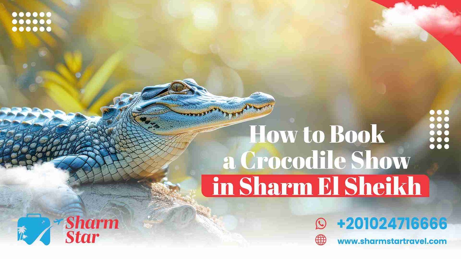 How to Book a Crocodile Show in Sharm El Sheikh