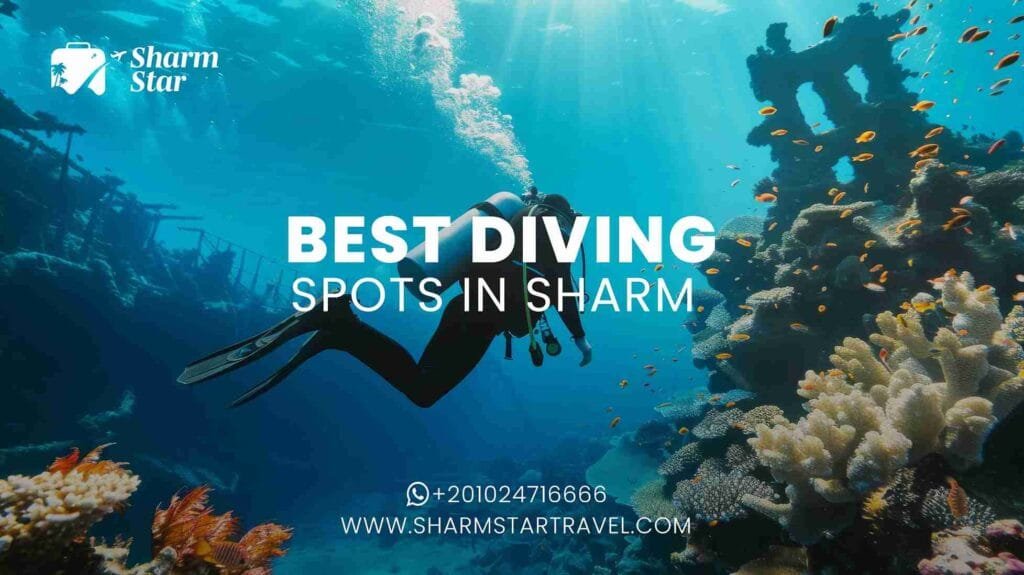Best Diving Spots in Sharm