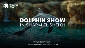 Blog 72 Dolphin Show in Sharm El Sheikh