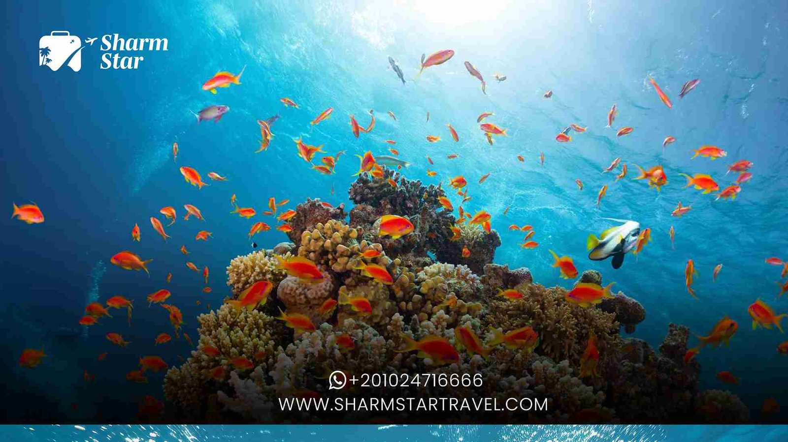 Why is Sharm El Sheikh a Top Diving Destination?