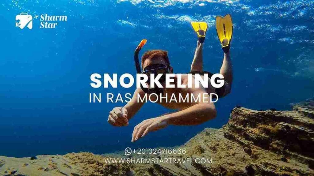Snorkeling in Ras Mohammed