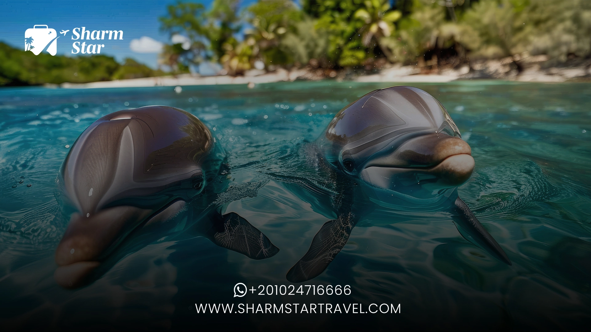 Why Visit a Dolphin Show in Sharm El Sheikh?