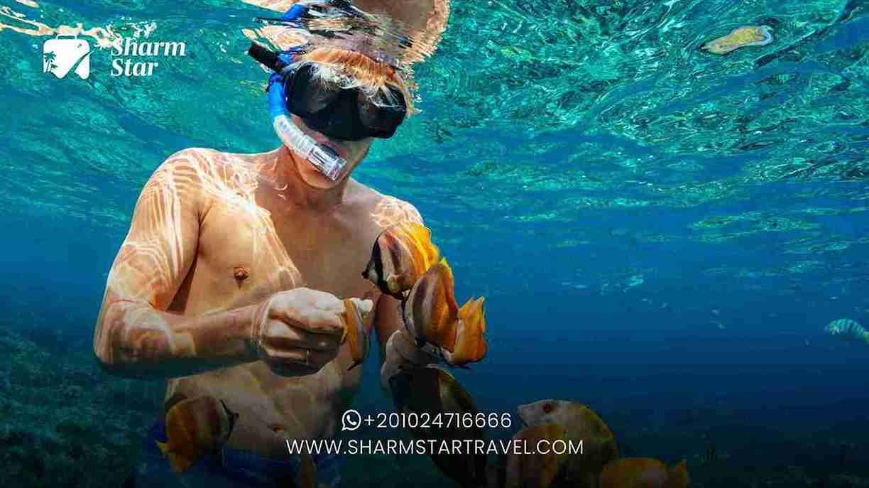 Why is Ras Mohammed a Snorkeler’s Dream?