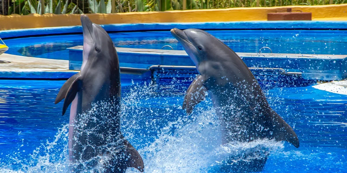 Dolphinarium in Sharm El Sheikh