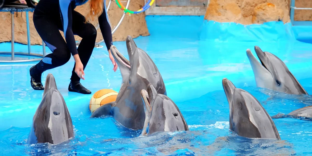 Dolphinarium in Sharm El Sheikh