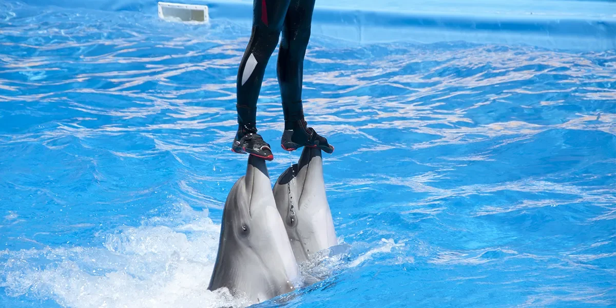 Dolphinarium in Sharm El Sheikh