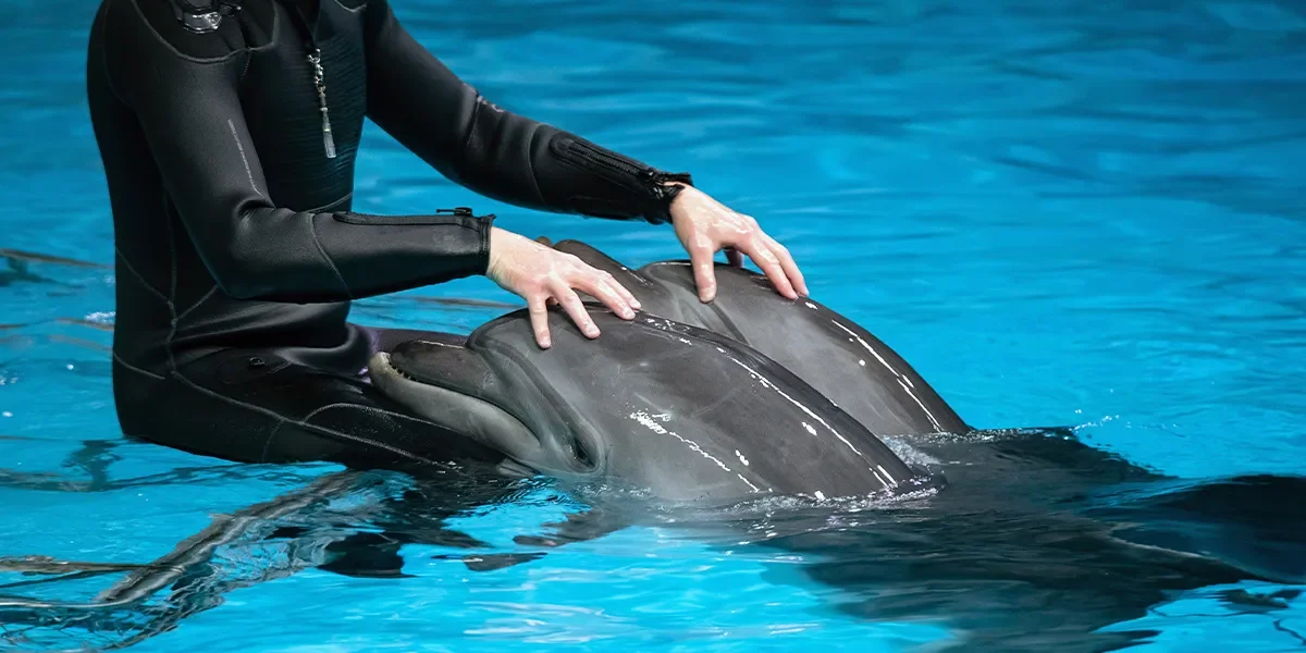 Swimming with the Dolphins