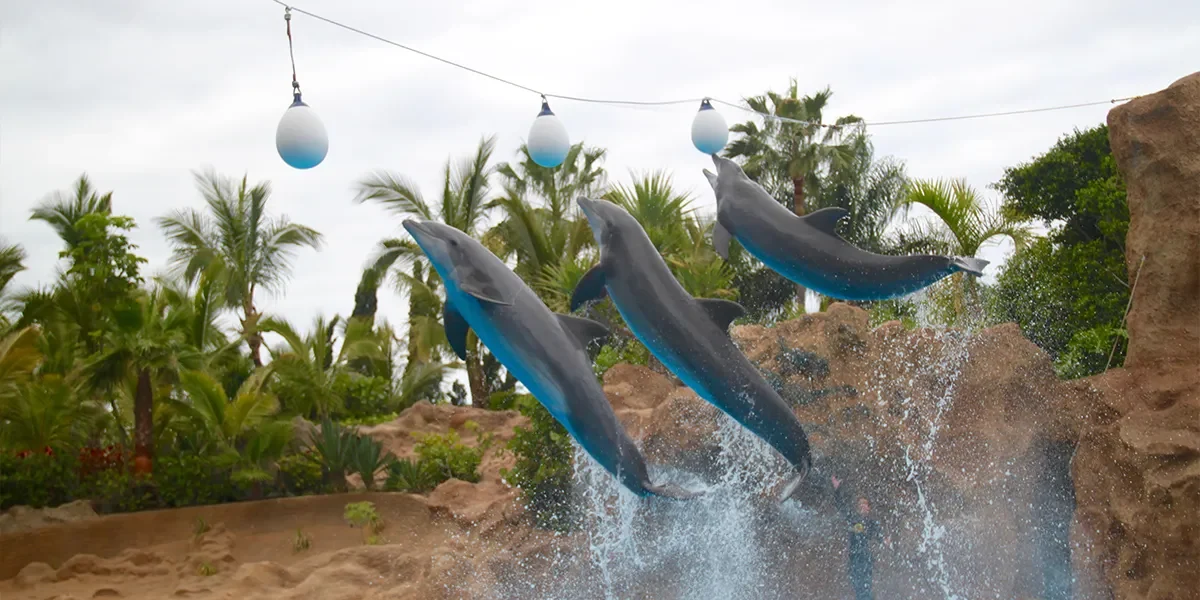 Dolphinarium in Sharm El Sheikh
