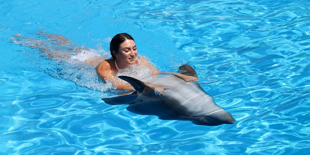 Swimming with the Dolphins